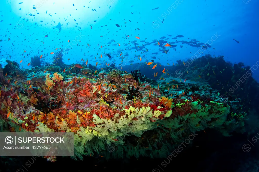 A large colony of soft corals growing on the underside of an overhang, surrounded by anthias, Felidhu Atoll, Maldives.