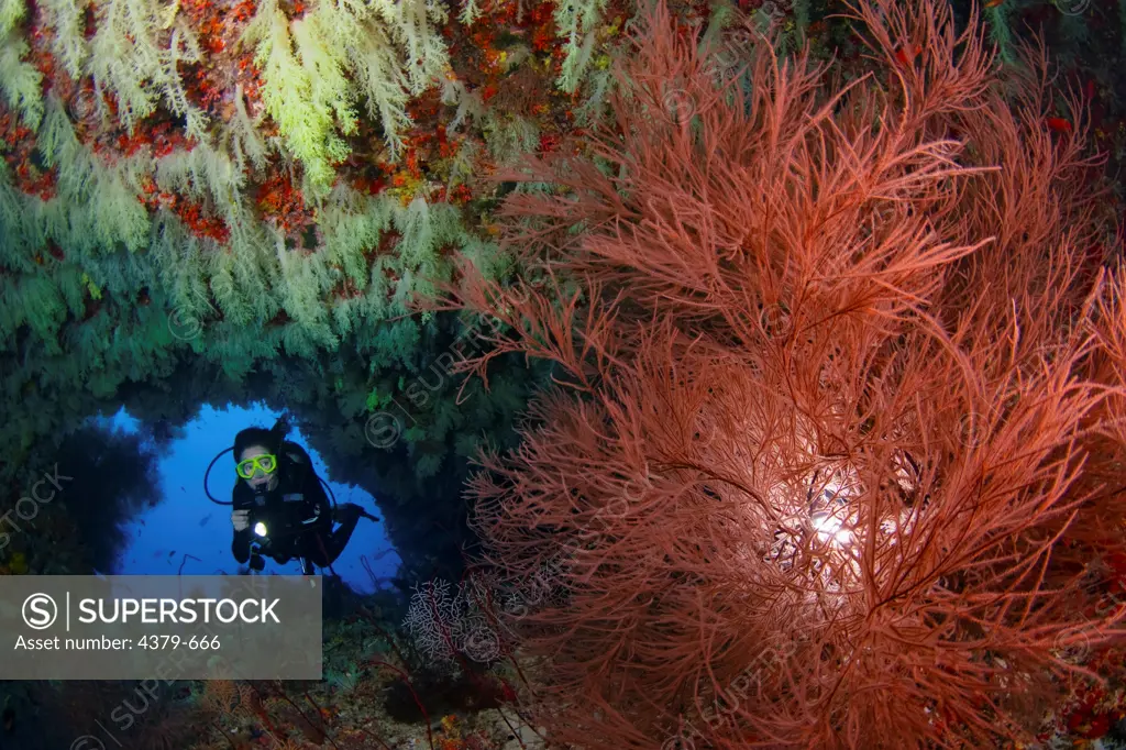 Diving at the entrance of a cave, with walls full of soft corals, including bushy black coral in the foreground, Felidhu Atoll, Maldives.