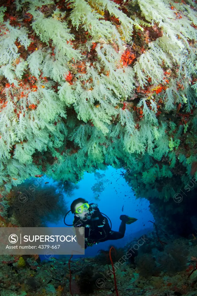Diving at the entrance of a cave, with walls full of soft corals, Felidhu Atoll, Maldives.