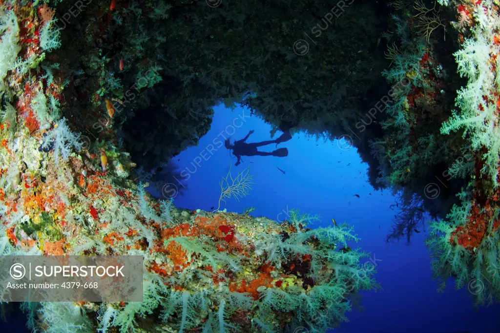 A cavern mouth filled with Dendronephthya soft coral, with the silhouette of a diver in the background, Felidhu Atoll, Maldives.