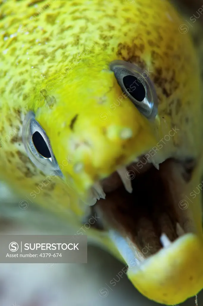 Up close and personal with an undulated moray eel (Gymnothorax undulatus), with mouth open and teeth showing, Felidhu Atoll, Maldives.