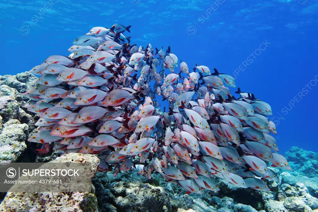 A school of humpback red snappers (Lutjanus gibbus), swimming over a rocky reef, Felidhu Atoll, Maldives.