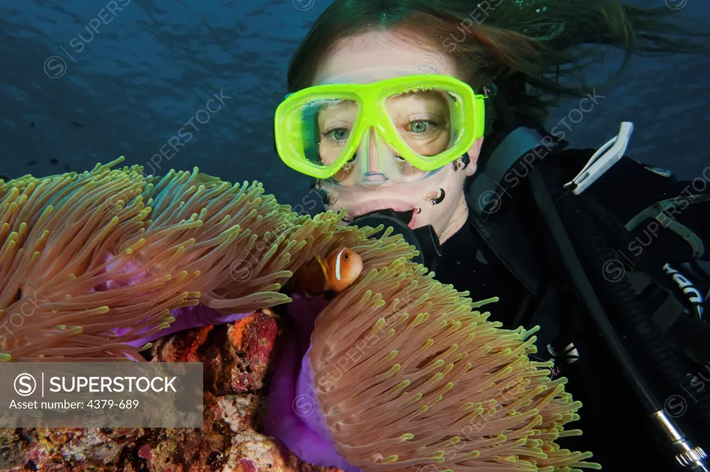 A diver looking at a blackfinned anemonefish (Amphiprion nigripes) in a sea anemone (Heteractis magnifica), Felidhu Atoll, Maldives.