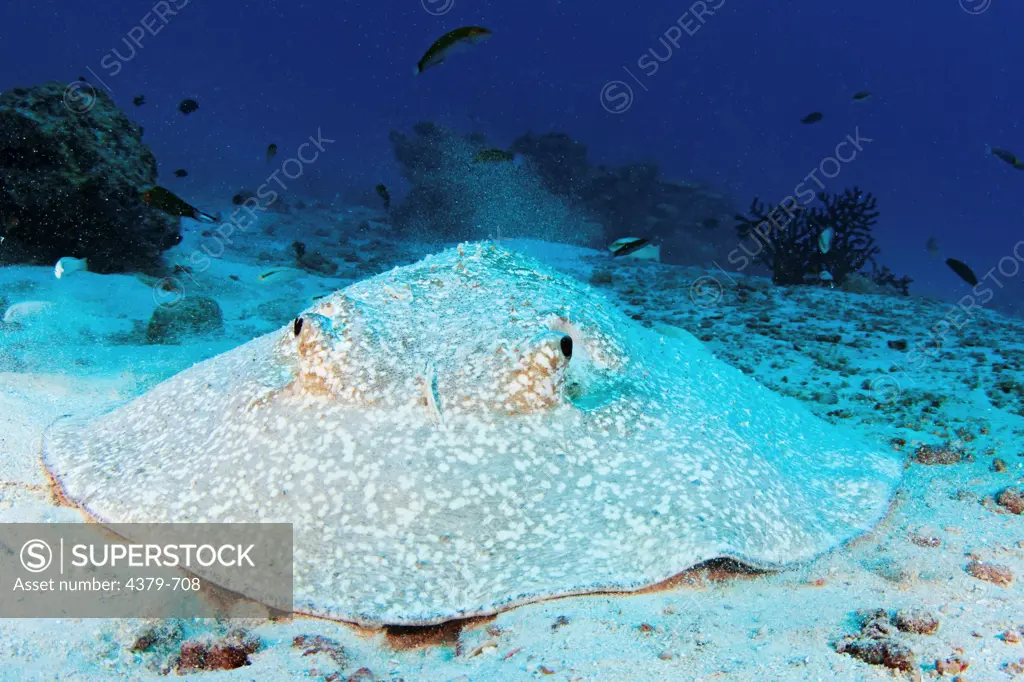 A porcupine ray (Urogymnus asperrimus)  on a sandy sea floor, Felidhu Atoll, Maldives.