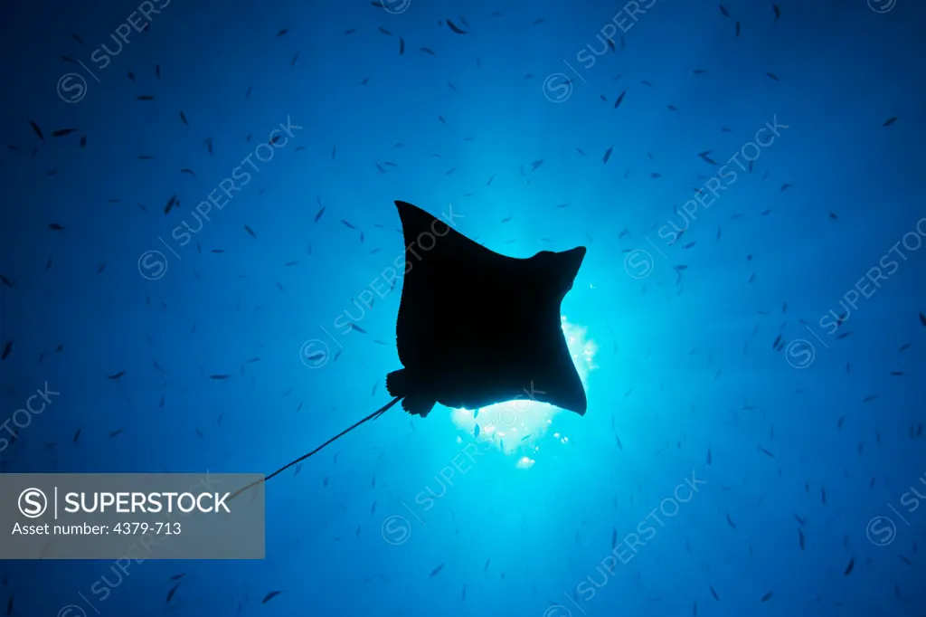 The silhouette of a spotted eagle ray (Aetobatus narinari), swimming through a school of fishes, seen from below, Felidhu Atoll, Maldives.