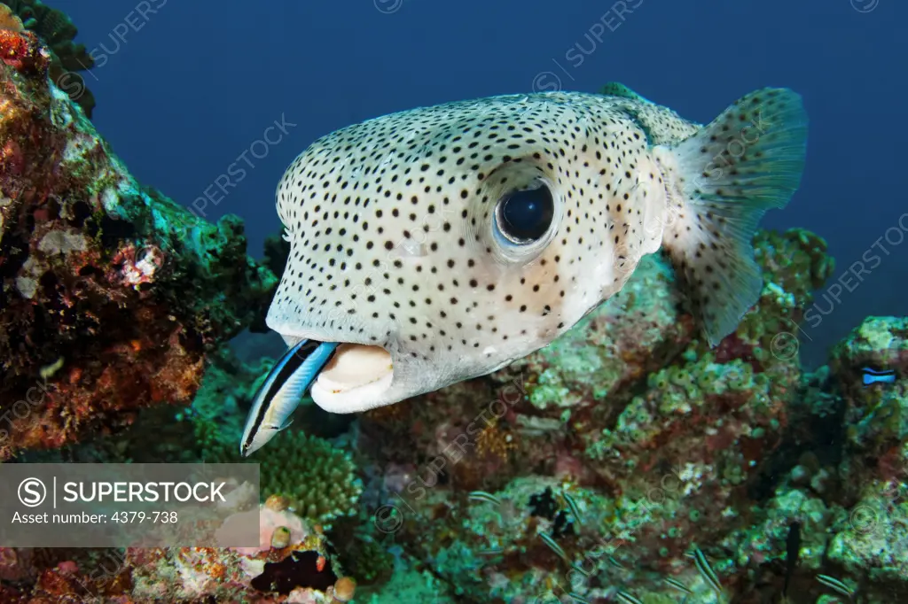A porcupine pufferfish (Diodon hystrix), or spot-fin porcupinefish, being cleaned by a bluestreak cleaner wrasse (Labroides dimidiatus), South Ari Atoll, The Maldives.