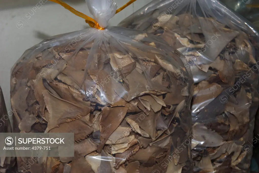 Dried shark fin in bags, in a seafood shop, Kota Kinabalu, Sabah, Borneo, Malaysia.