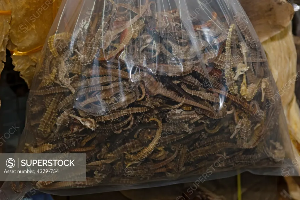 A bag of dried seahorses for sale, in a seafood shop, Kota Kinabalu, Sabah, Borneo, Malaysia.