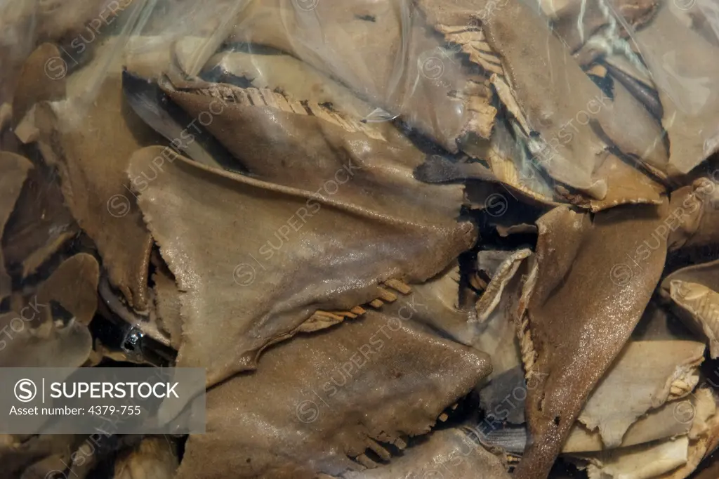 A bag of dried shark fin for sale, Kota Kinabalu, Sabah, Borneo, Malaysia.