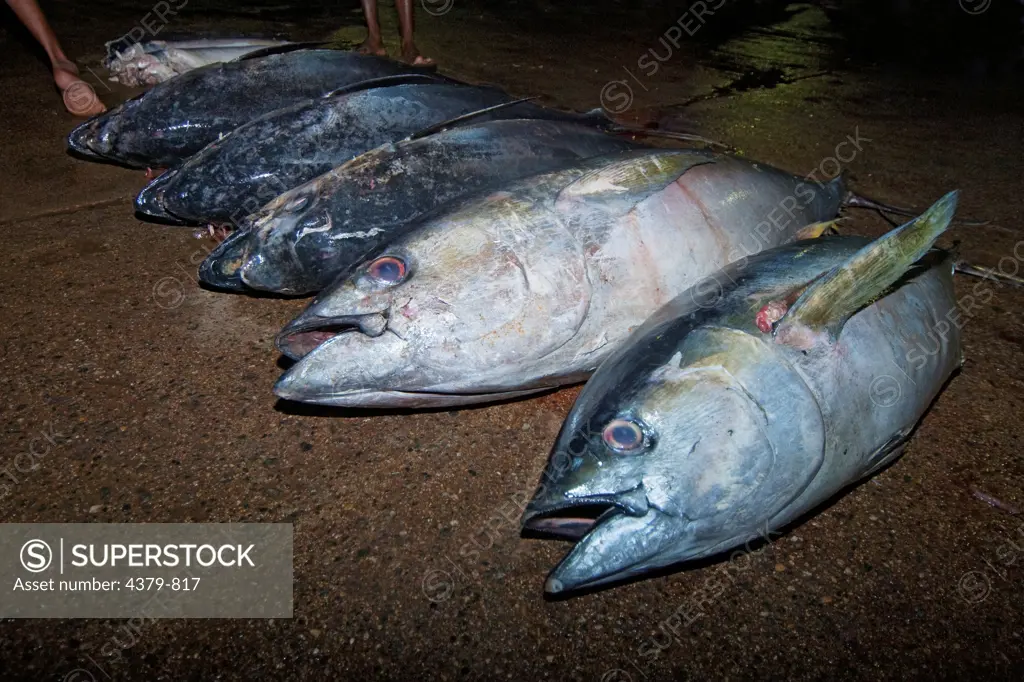 A row of dead tuna in the Negombo Fish Market, Sri Lanka.