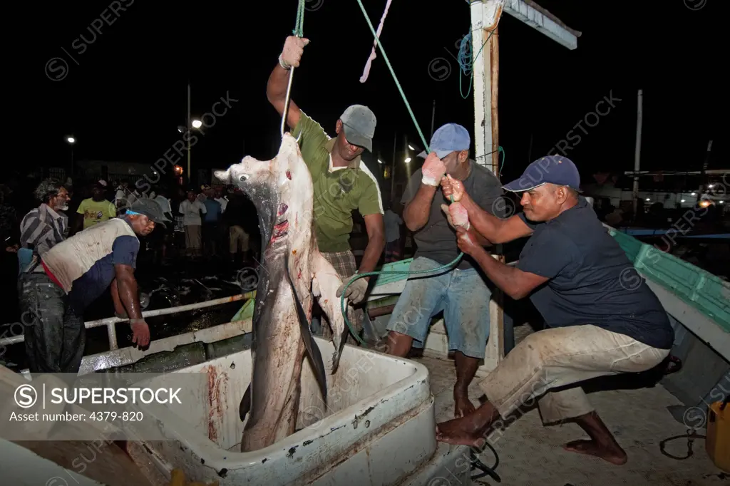 A dead oceanic whitetip shark being hauled out of a boat, Negombo Fish Market, Sri Lanka.