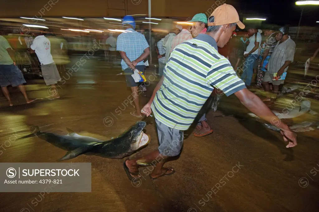 A dead blue shark being dragged through Negombo Fish Market, Sri Lanka.