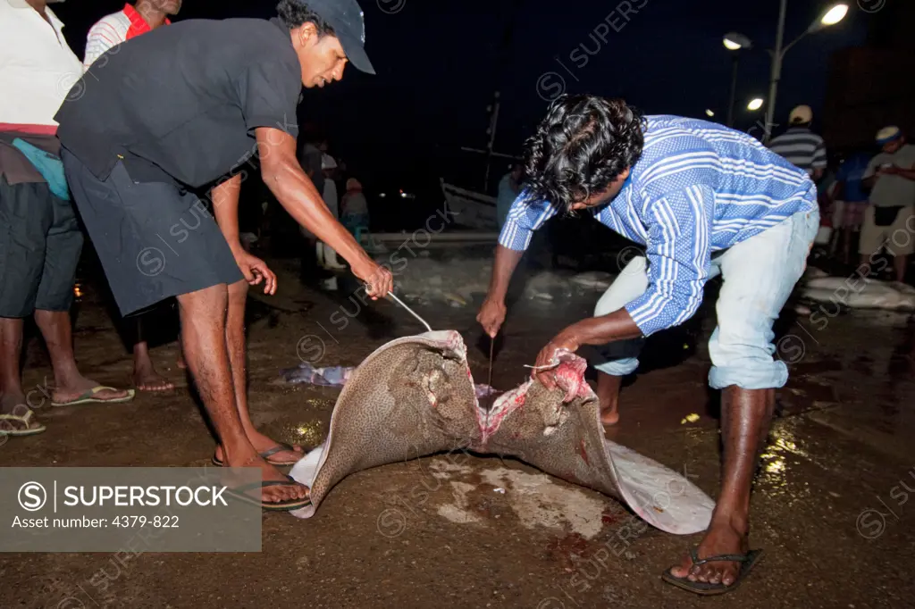 A dead honeycomb whipray being butchered in Negombo Fish Market, Sri Lanka.