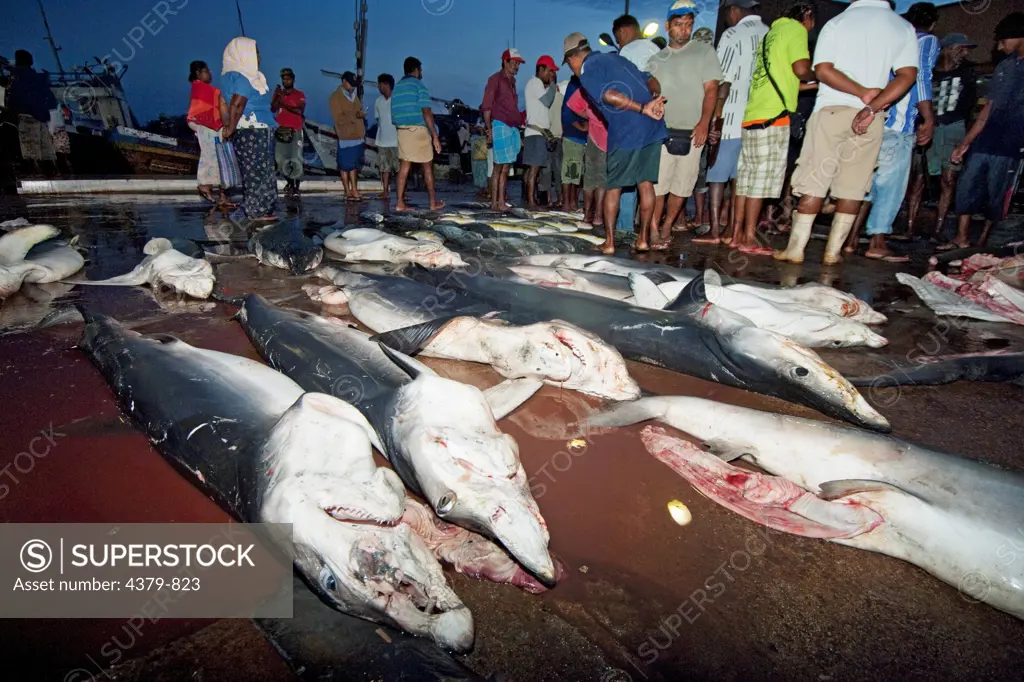 Dead blue sharks laid out in the Negombo Fish Market, Sri Lanka.