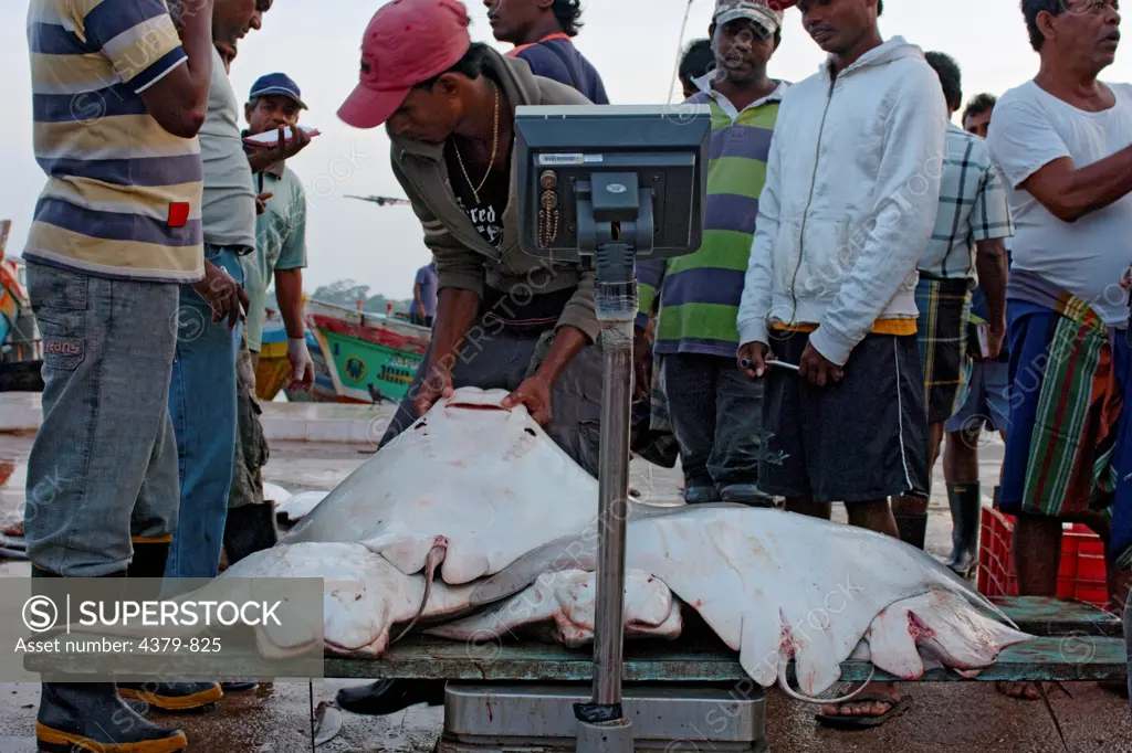 Dead cownose rays being weighed at the Negombo Fish Market, Sri Lanka.
