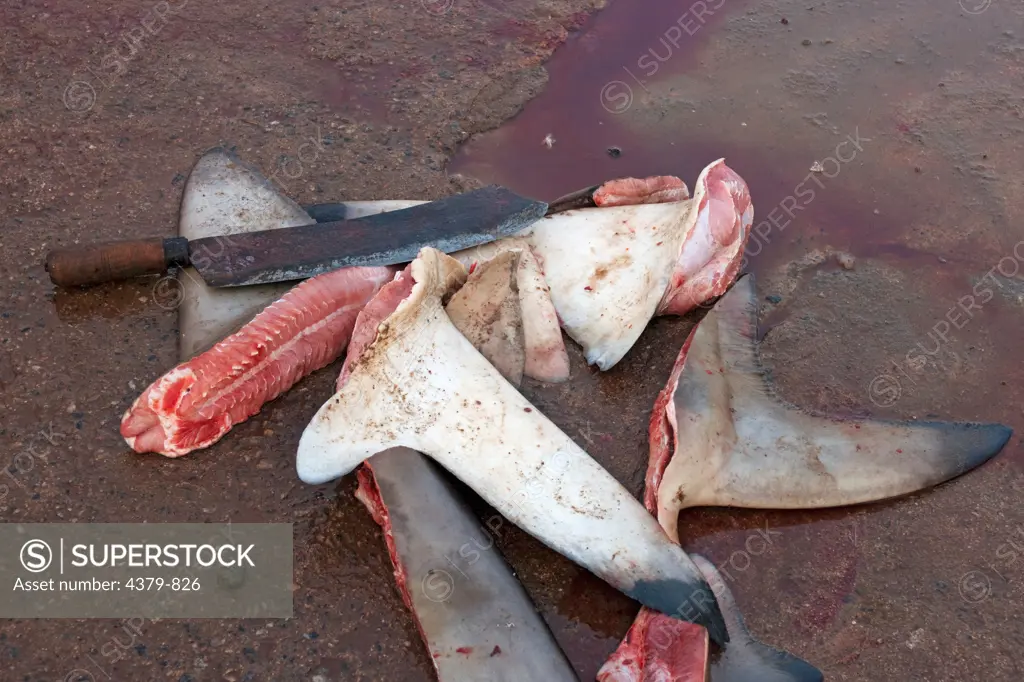 A pile of sharks fins on the ground at the Negombo Fish Market, Sri Lanka.