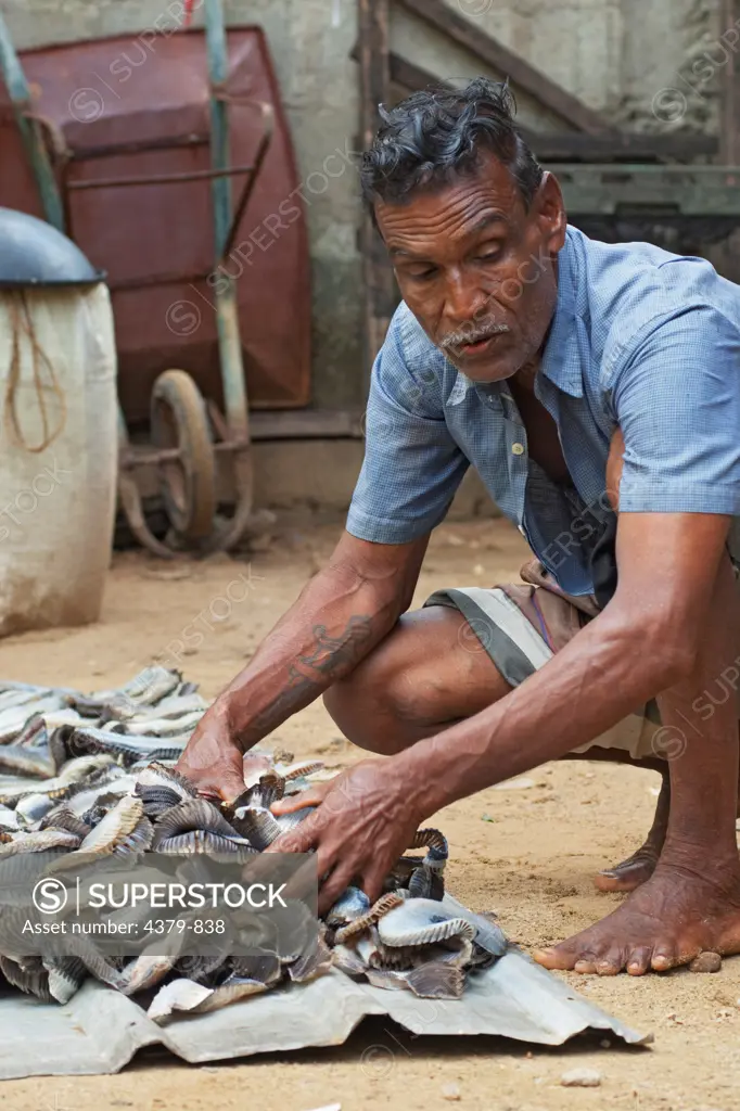 Gill rakers from box rays being dried, ready for use in Chinese medicine, Mirissa, Sri Lanka.