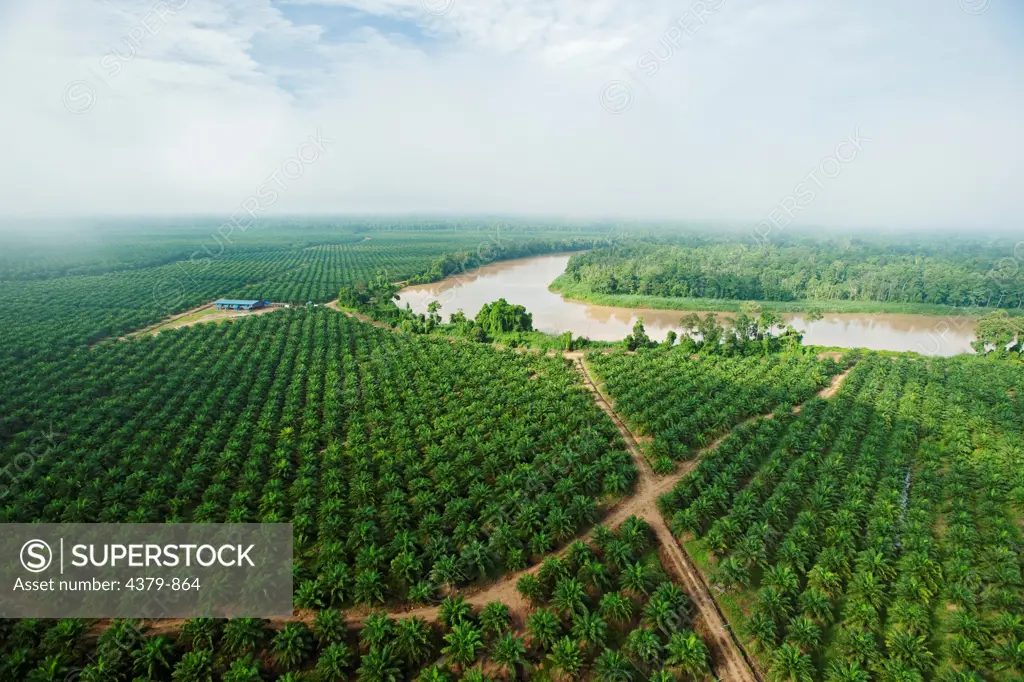 Oil palms bordering the Kinabatangan River, Sabah, Borneo, East Malaysia.