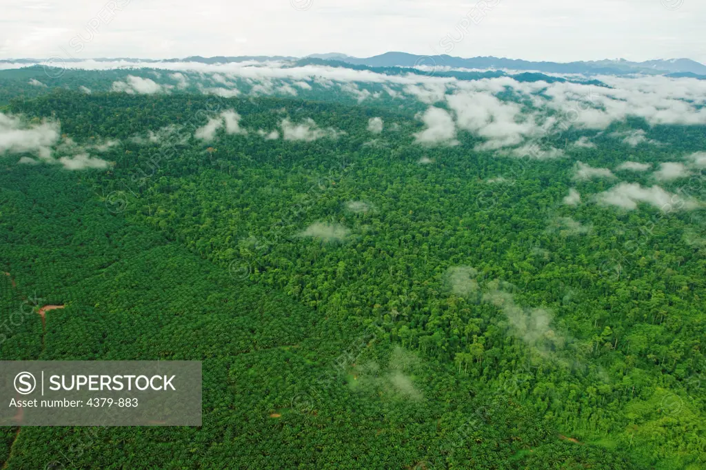 Oil palms bordering the original dipterocarp forest, in the Kinabatangan area, Sabah, Borneo, East Malaysia.