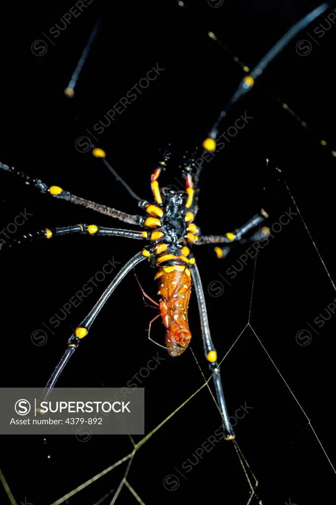 A large female spider with a smaller male spider on their web, Maliau Basin, Sabah, Borneo, East Malaysia.