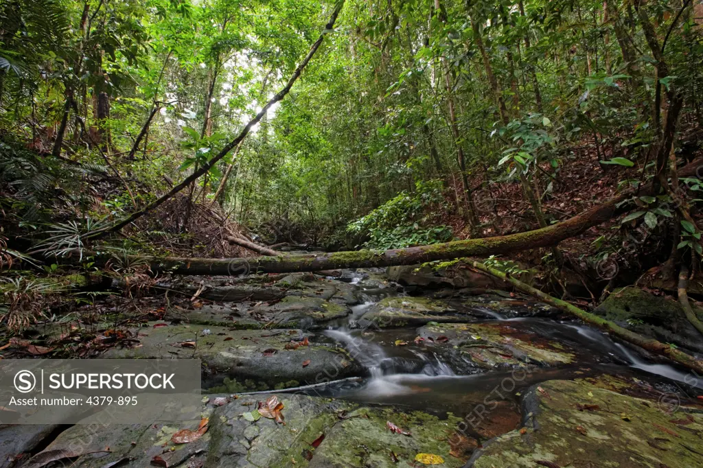 A forest stream leading to Ginseng Falls, Maliau Basin, Sabah, Borneo, East Malaysia.