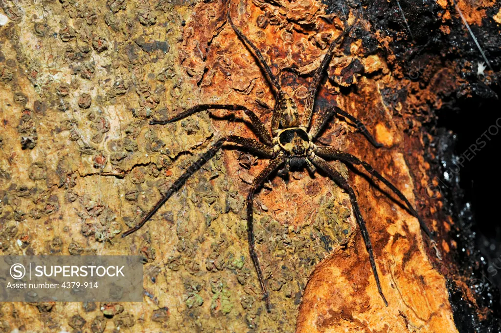 A huntsman spider, Maliau Basin, Sabah, Borneo, East Malaysia.