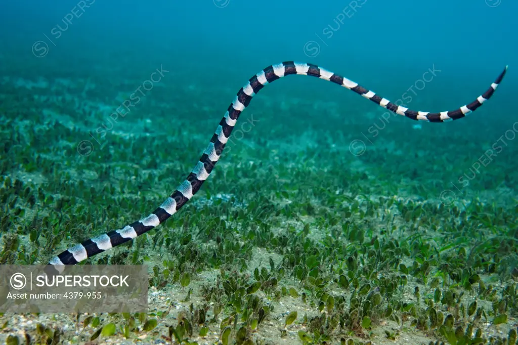 A banded sea snake, or sea krait, (Laticauda colubrina), near Dili, East Timor.