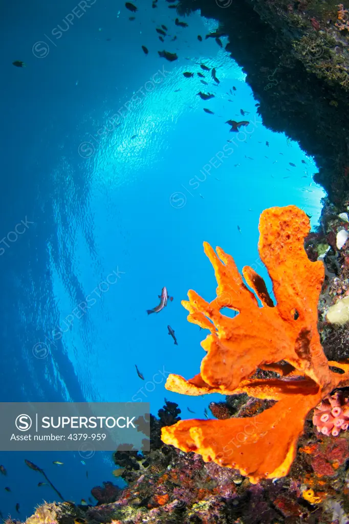 An orange sponge on the wall of a coral reef, near Dili, East Timor.