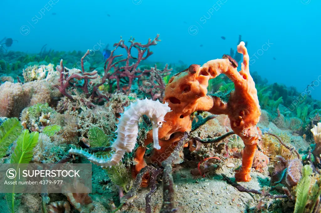 A spiny seahorse (Hippocampus histrix), hidden on a crowded seabed beside an orange sponge, near Dili, East Timor.
