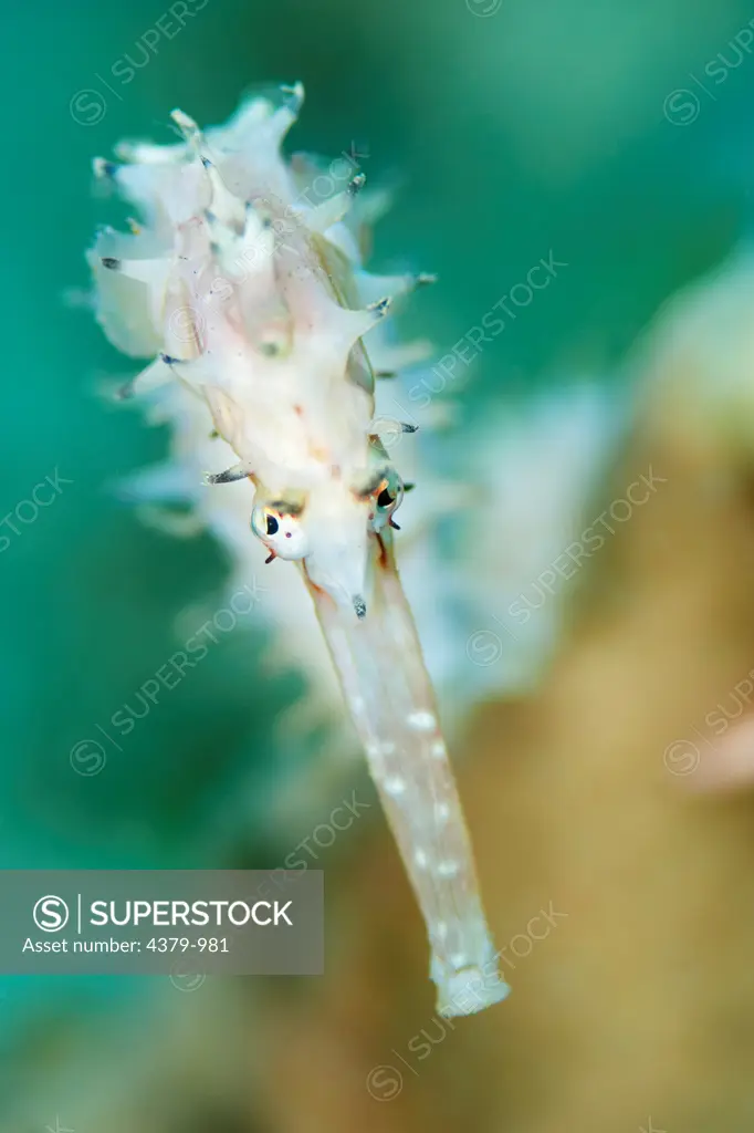 The head of a spiny seahorse (Hippocampus histrix), near Dili, East Timor.
