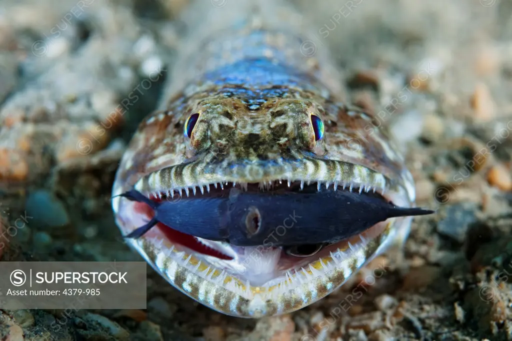 A variegated lizardfish (Synodus variegatus) living on a reef has a damselfish in its mouth, near Dili, East Timor.