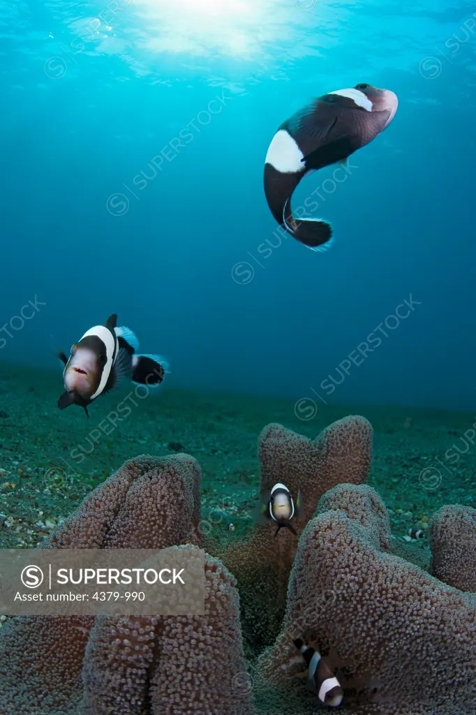Saddleback anemonefish (Amphiprion polymnus), also known as a saddleback clownfish, above a carpet anemone, near Dili, East Timor.