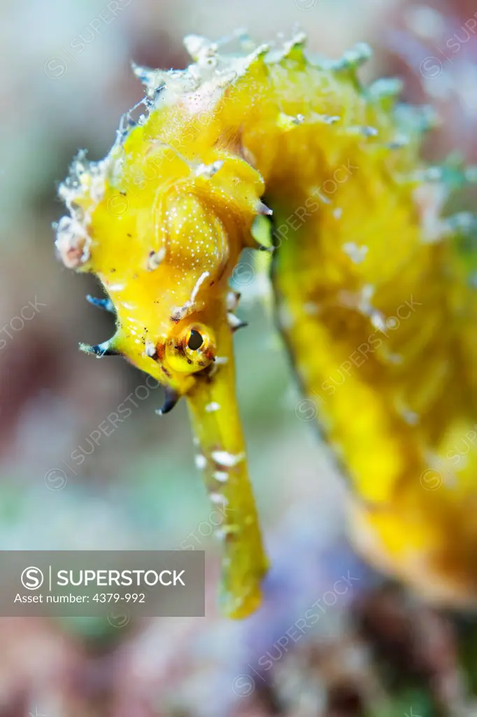 The head of a yellow spiny seahorse (Hippocampus histrix), near Dili, East Timor.