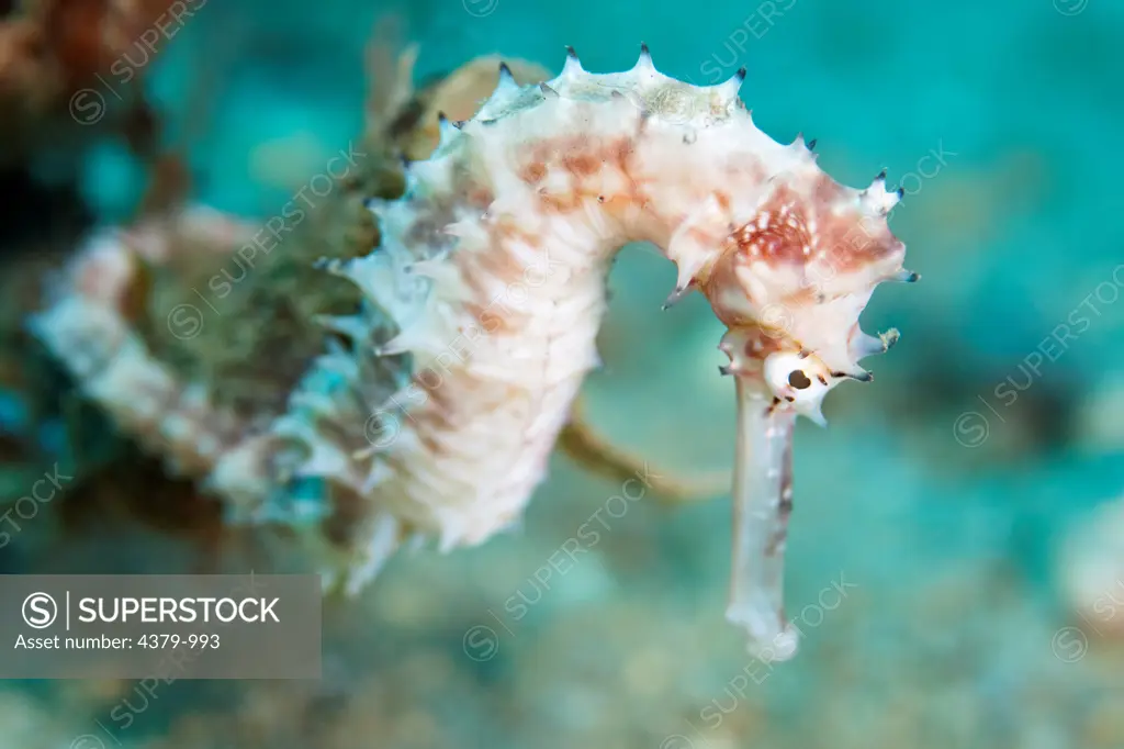 A spiny seahorse (Hippocampus histrix), near Dili, East Timor.