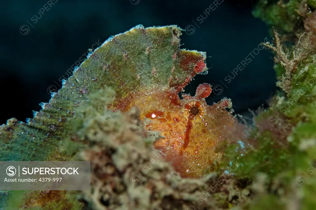 The eye and crest of a leaf scorpionfish (Taenianotus triacanthus), also known as a paperfish, near Dili, East Timor.