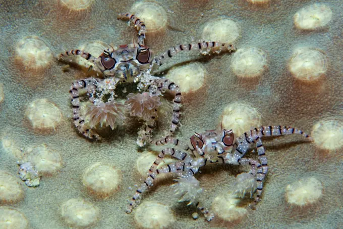 Pair of Boxer Crab, Lybia tesselata, with anemones on claws for defense, Manado, Sulawesi, Indonesia.