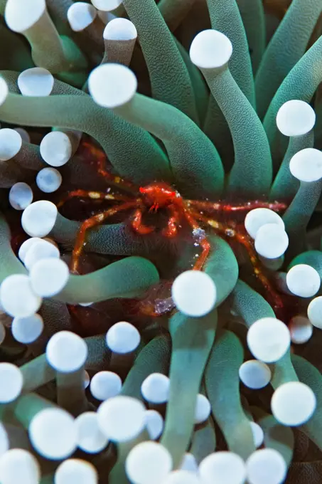 Orangutan Crab, Achaeus japonicus, Manado, Sulawesi, Indonesia.