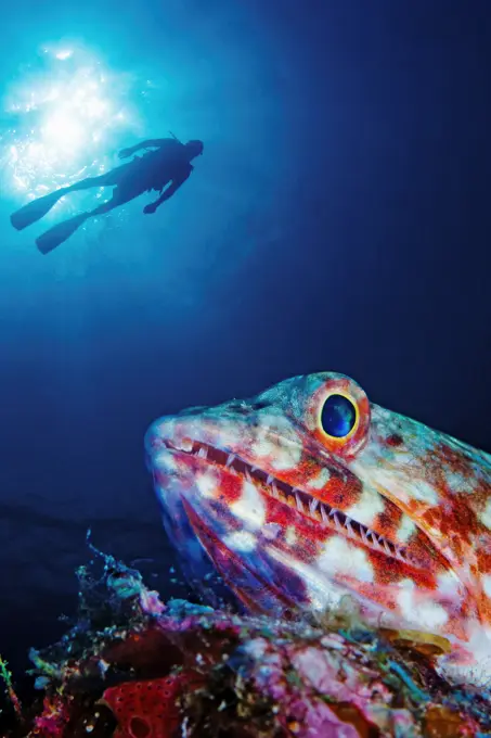Diver Over Lizardfish