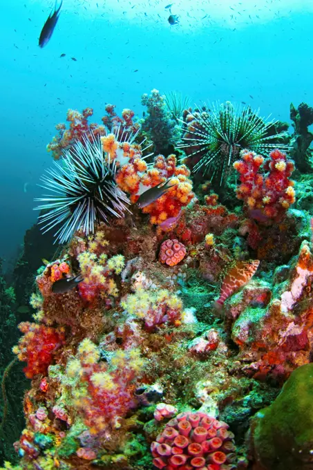 Mixed Invertebrates on Rock