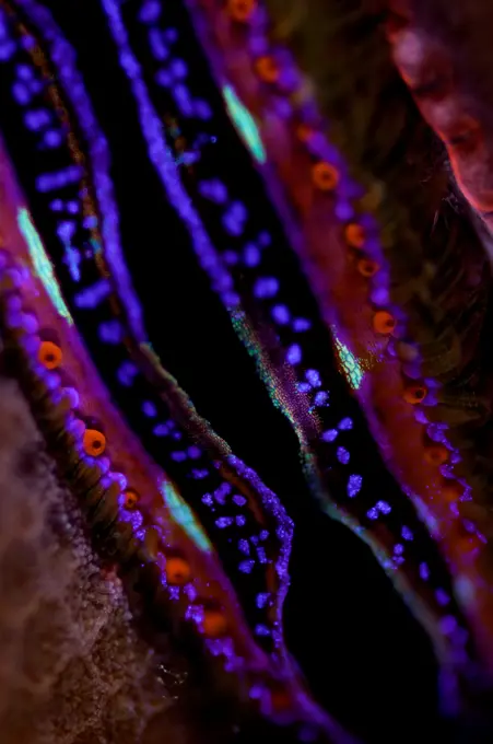 Close-up of details of mantle of Giant Clam (Tridacna gigas), South Male Atoll, Maldives