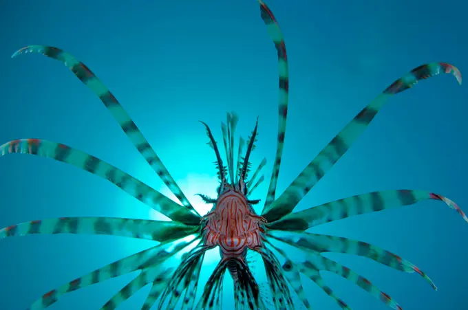 Common lionfish (Pterois volitans) swimming underwater, Lembeh Strait, Sulawesi, Indonesia