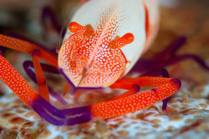 Close-up of a Commensal shrimp (Periclimenes imperator) on host, Lembeh Strait, Sulawesi, Indonesia