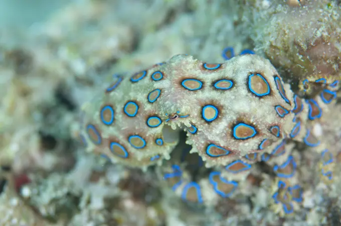 Greater Blue-ringed Octopus, Hapalochlaena lunulata, Swimming, Kapalai, Sabah, Borneo, Malaysia