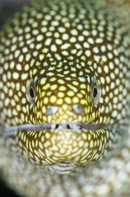 White-mouth moray eel, Gymnothorax meleagris, Close up portrait, Kapalai, Sabah, Borneo, Malaysia
