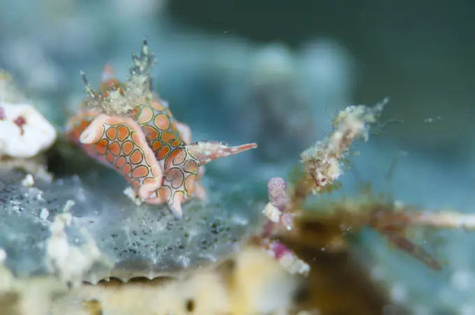Headshield slug, Sagaminopteron psychedelicum, Moving along some coral, Kapalai, Sabah, Borneo, Malaysia