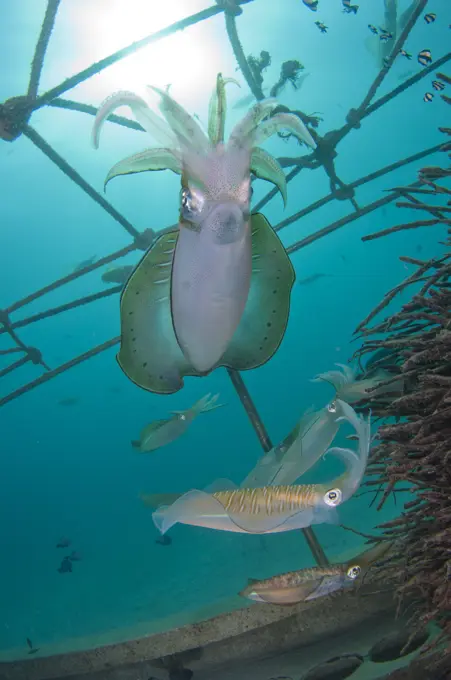 Bigfin Reef Squid, Sepioteuthis lessoniana, laying their eggs in an artificial reef of palm tree roots, Mabul, Sabah, Malaysia, Borneo.