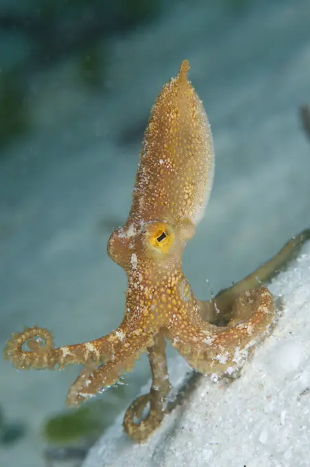Ocellated octopus, Octopus mototi, Mabul, Sabah, Malaysia, Borneo.