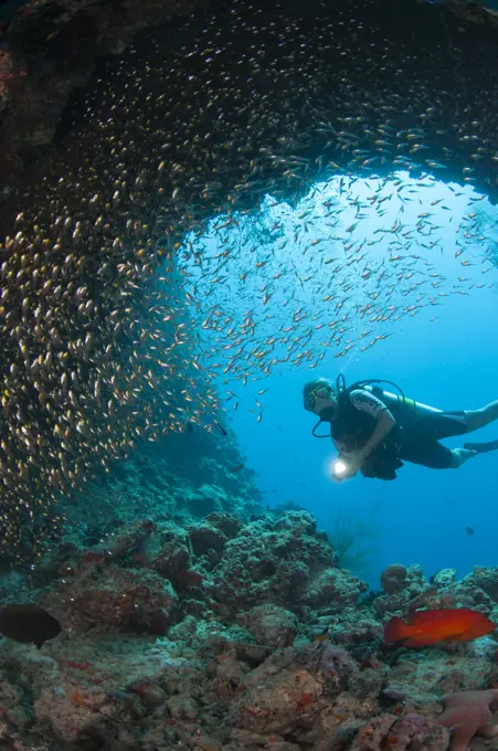 A diver explores a cavern with a school of Golden Sweeper, Glassfish, Parapriacanthus ransonneti, Dusit Thani, Maldives.