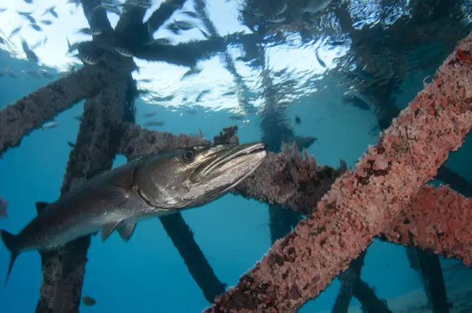 Great barracuda, Sphyraena barracuda, Underneath Mataking Resort jetty, Mataking Island, Sabah, Borneo, Malaysia