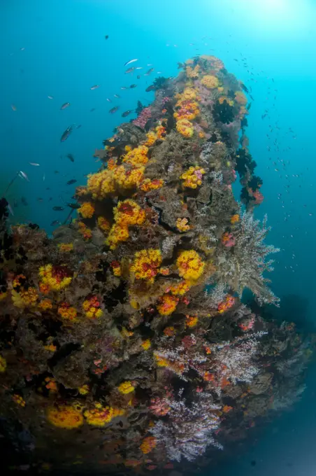 Coral and marine life on the wreck, Rice Bowl Wreck, Usukan, Sabah, Malaysia, Borneo